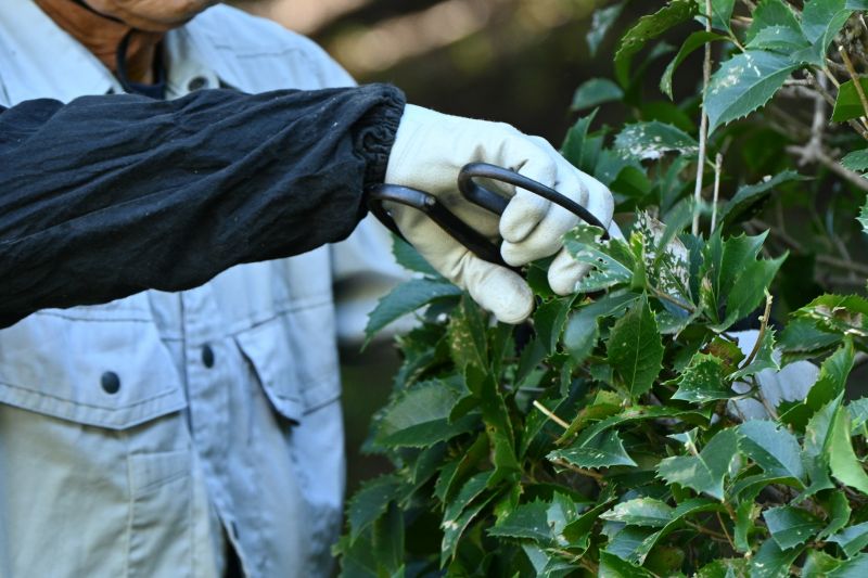 Holly Bushes Trimming