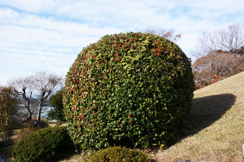 Holly Bushes Trimming