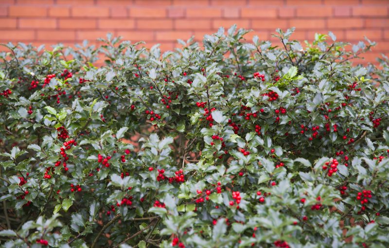 Size of Holly Bushes