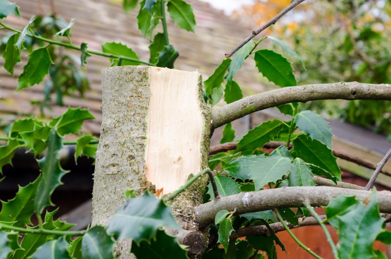 Holly Bushes Trimming