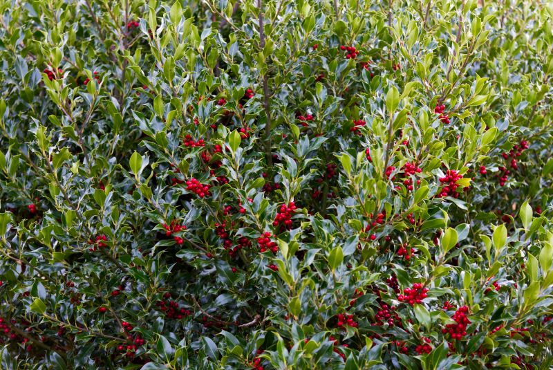 Holly Bushes Trimming