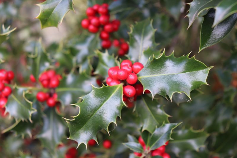 Close-up of Trimmed Holly Branches