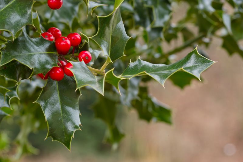 Decorative Holly Bush Landscape