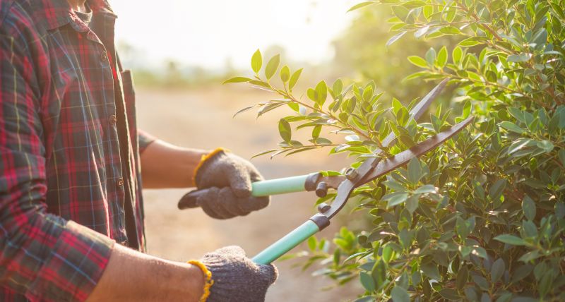 Holly Bush Trimming Tools