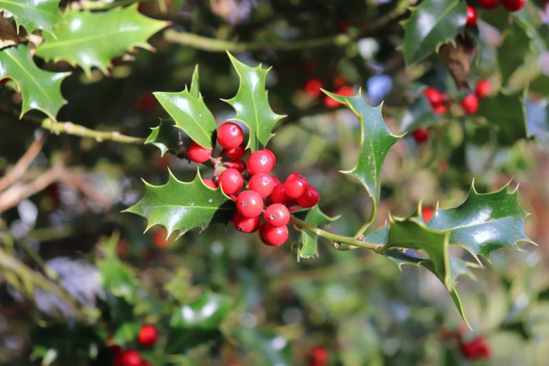 Holly Bush Berries