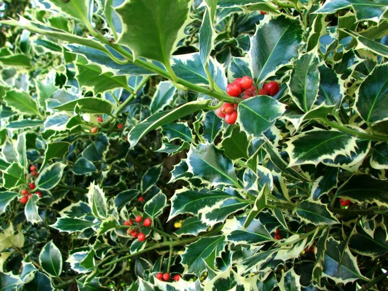 Seasonal Holly Bush Care