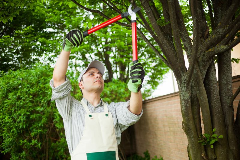 Limb Pruning in Doylestown, PA