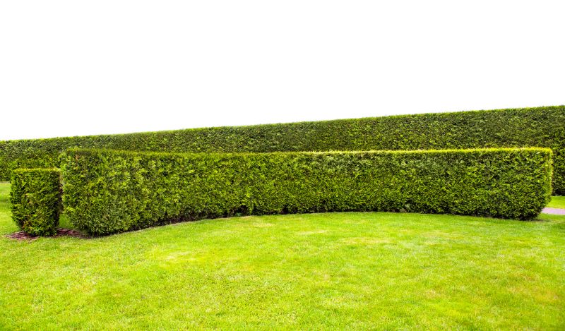 Trimmed Boxwood Hedge