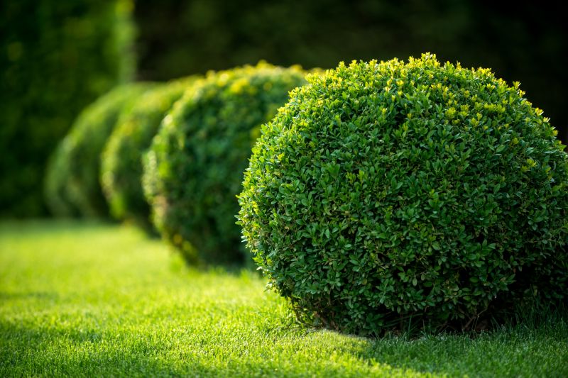 Symmetrical Shrubs