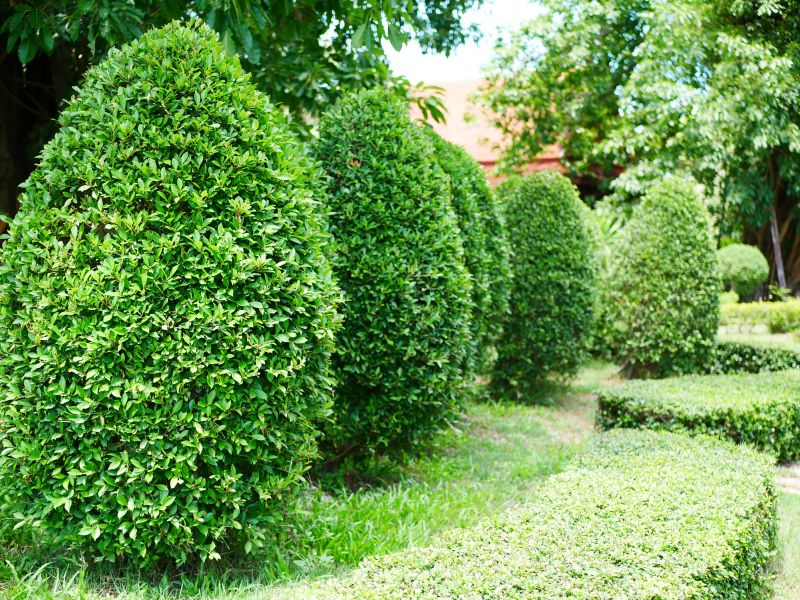 Shaped Evergreen Shrubs