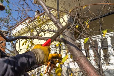 Tree Maintenance Service in Doylestown, PA