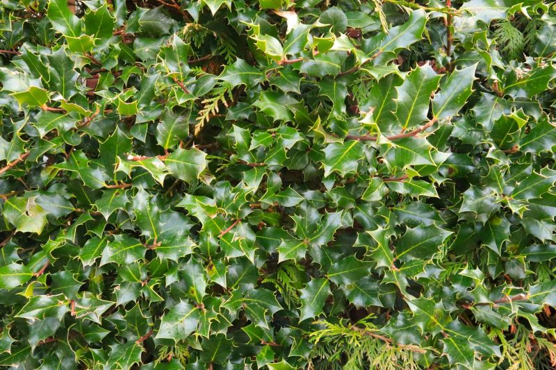 Healthy Holly Bushes